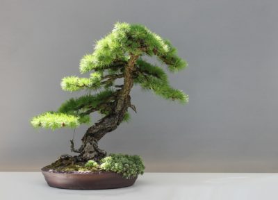 bonsai