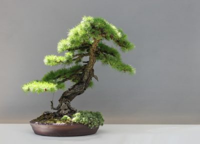 bonsai