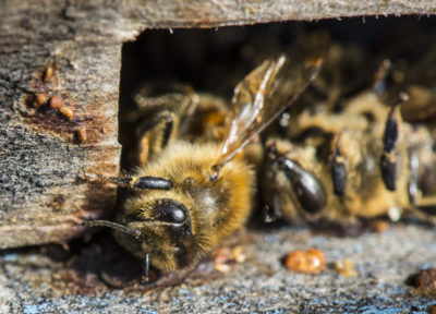 abeilles insectes pollinisateurs