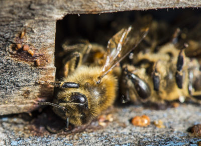 abeilles insectes pollinisateurs