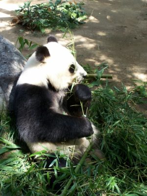 panda