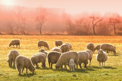 mouton troupeau