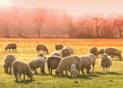 mouton troupeau