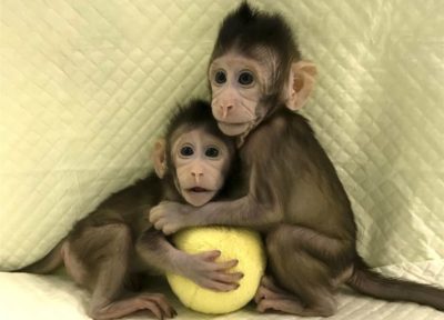 clonage macaque