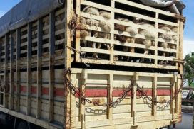 transport animaux vivants