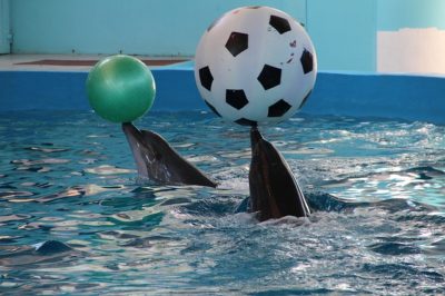 Un colloque pour l'interdiction des animaux sauvages dans les spectacles