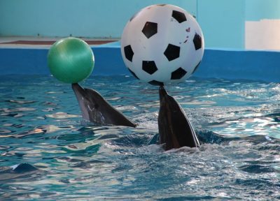 Un colloque pour l'interdiction des animaux sauvages dans les spectacles