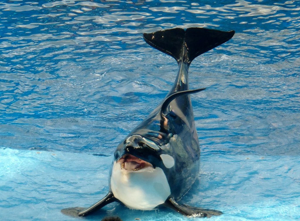 Dauphins et orques : dans l’enfer des piscines