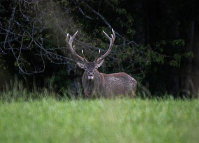 Cerf et chasseur