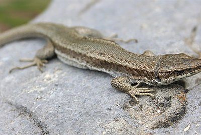 Lézard des Pyrénées