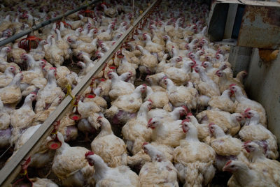 Poulets de chair en élevage standard