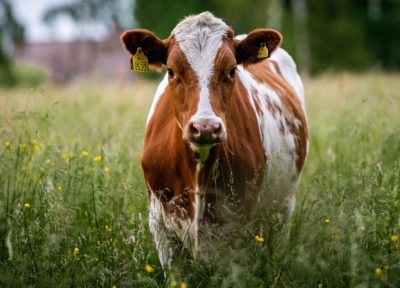 Vache au pré