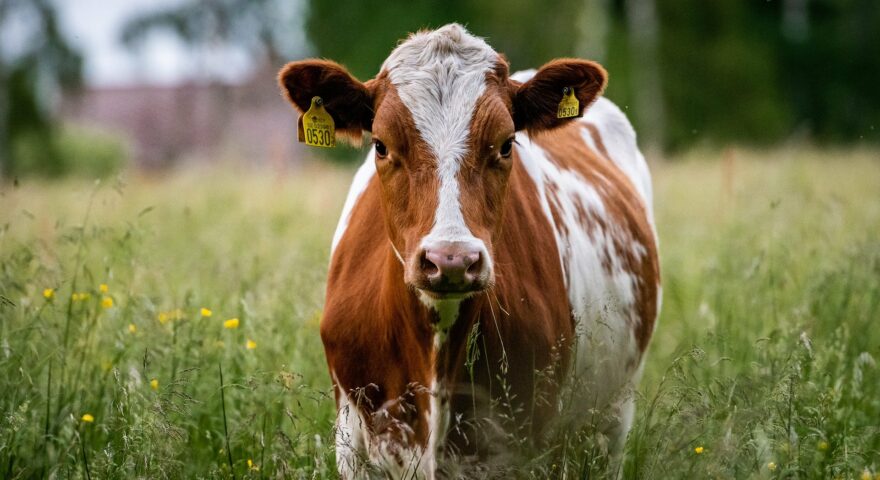 Vache au pré