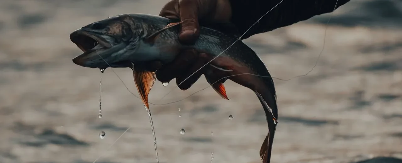 Poisson hameçon