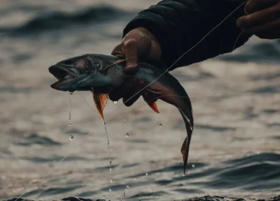Poisson hameçon