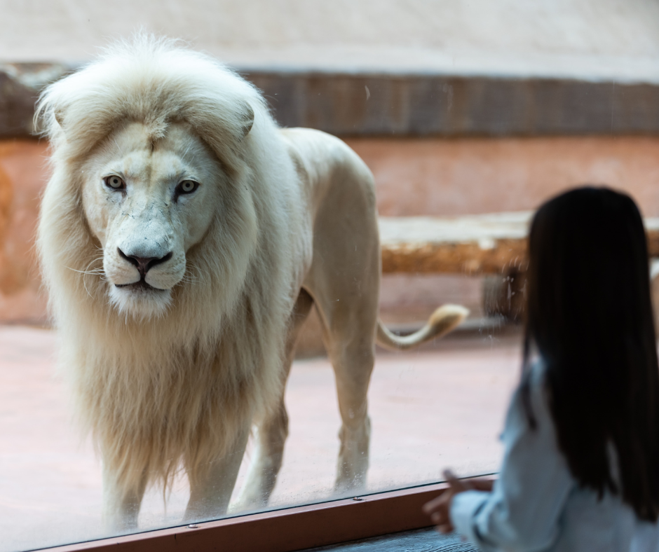 La visite au zoo : à la rencontre d'un monde animal artificialisé