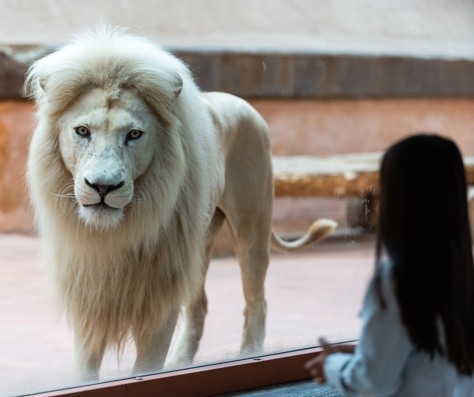 Zoo et animaux sauvages