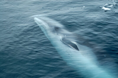 Rorqual chasse à la baleine