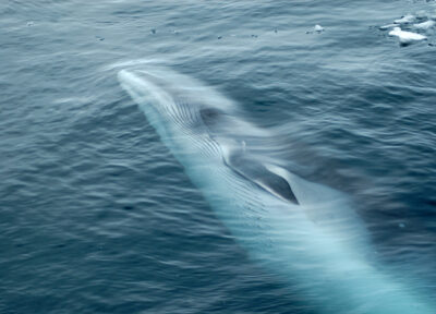 Rorqual chasse à la baleine
