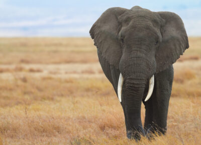 chasse aux trophées éléphant