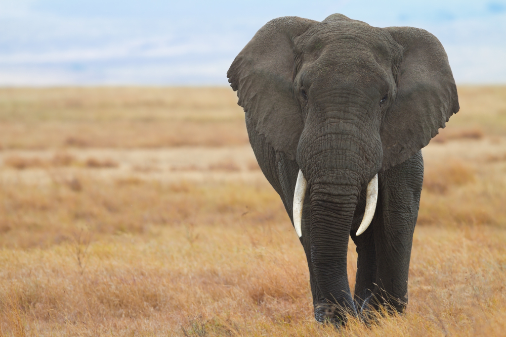 chasse aux trophées éléphant