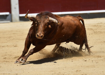 taureau interdiction de la corrida à Pérols