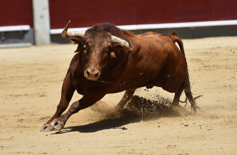 taureau interdiction de la corrida à Pérols