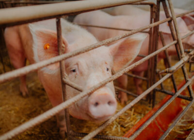 Cochons Révision de la législation européenne sur le bien-être des animaux d'élevage