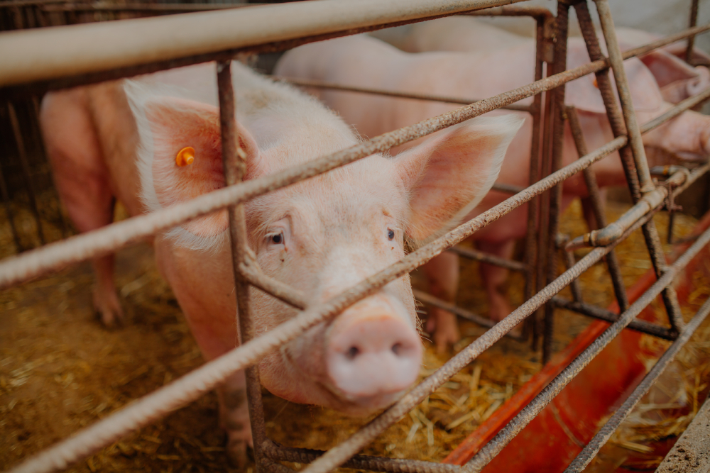 Cochons Révision de la législation européenne sur le bien-être des animaux d'élevage