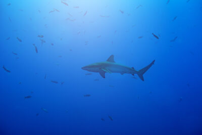 protection des requins