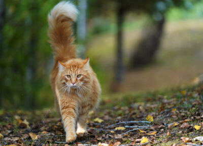 identification obligatoire des chats et des chiens