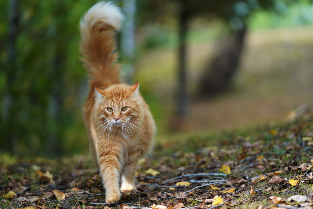 identification obligatoire des chats et des chiens