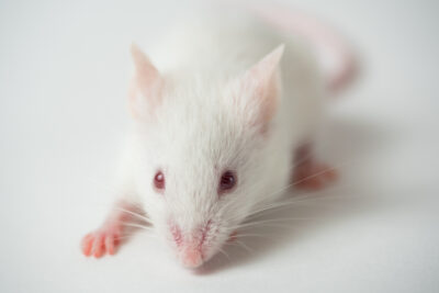 Expérimentation animale : l'Europe s'engage à mettre fin aux tests des substances chimiques
