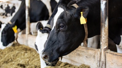 vaches bien-être animal élevage