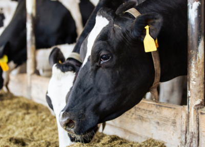 vaches bien-être animal élevage