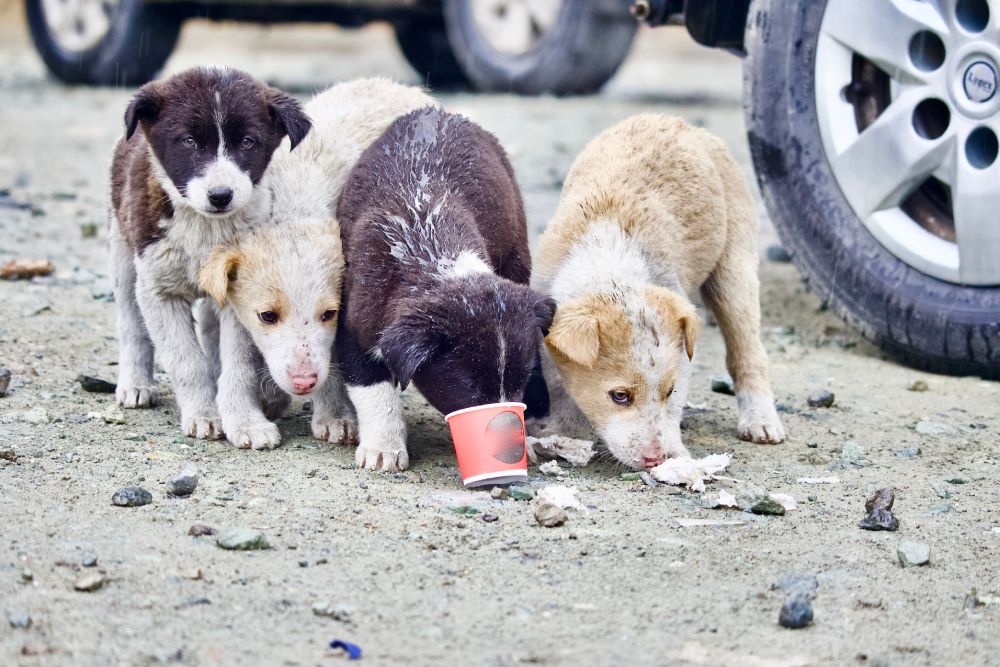 Protection des animaux et mesures sanitaires - Actions de l'État