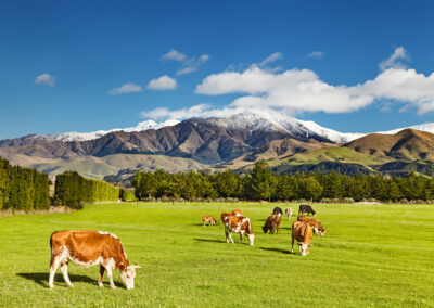 Vaches qui paturent