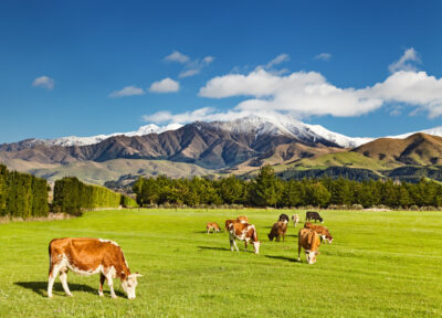 Vaches qui paturent