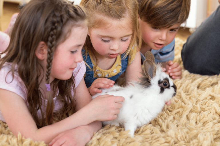 L’introduction de la sensibilisation au respect des animaux dans le ...
