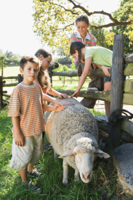 Enfants qui caressent un mouton