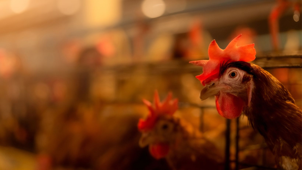 Poules en cages