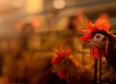 Poules en cages