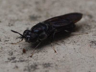Elevage mouche soldat noire