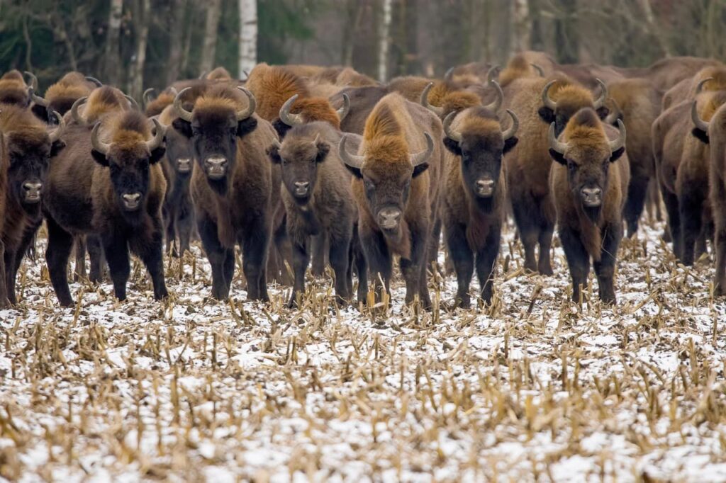 Bisons européens