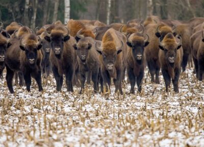 Bisons européens