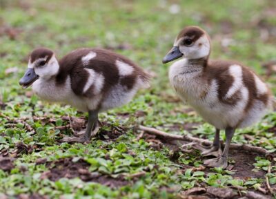 Canetons / foie gras