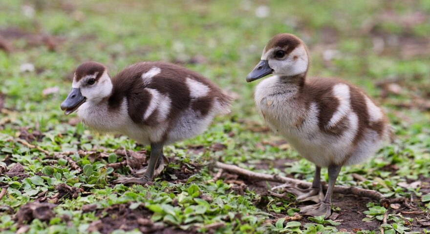 Canetons / foie gras