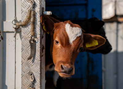 Veau transport