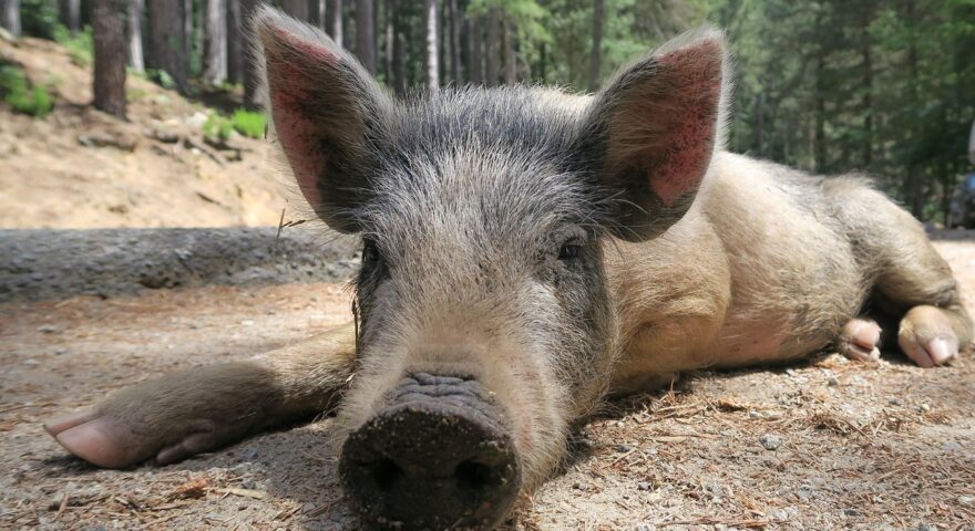 mbertolotti-pig-2547920_1280