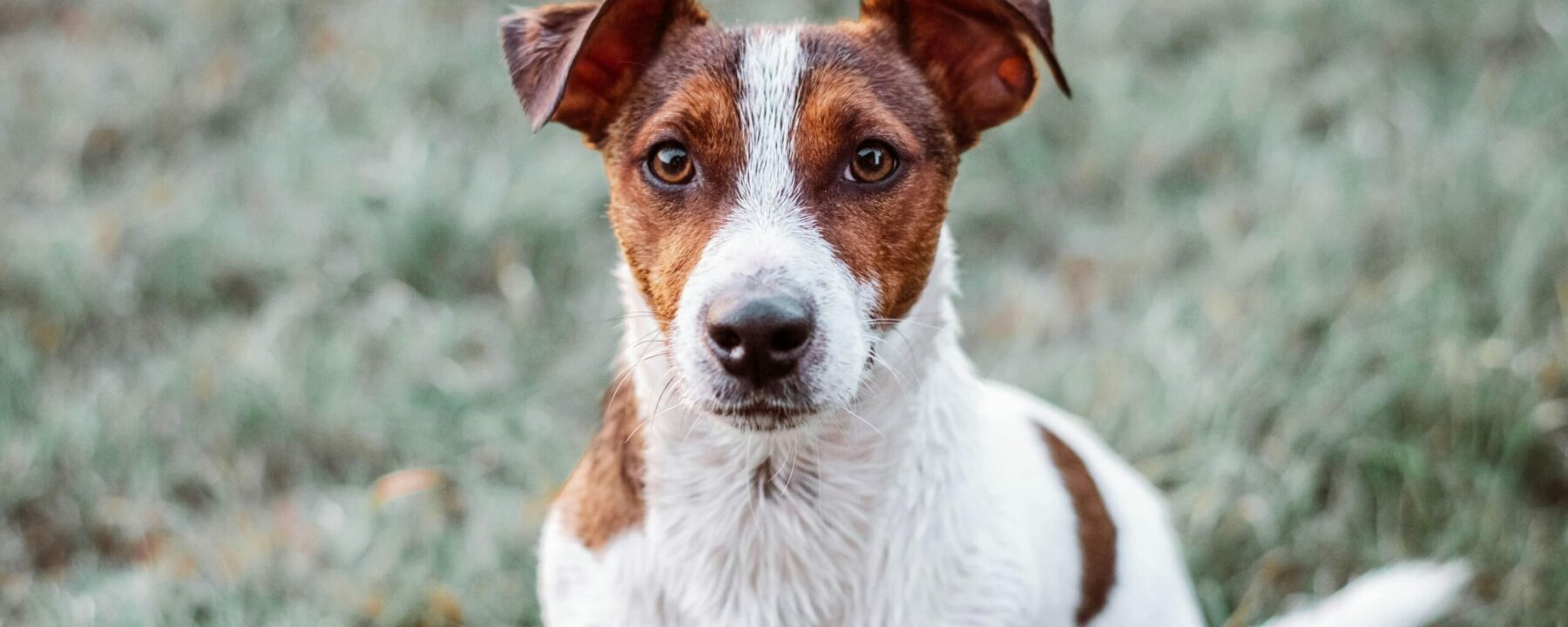 pexels-edyttka-stawiarska-1763030-29214594(3)